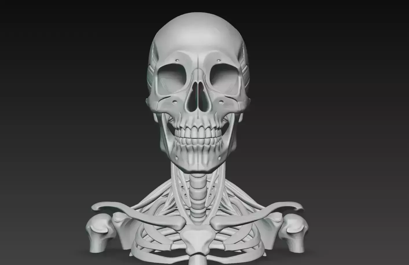Human Skeleton Bust STL Anatomical Skull Sculpture 3D print model