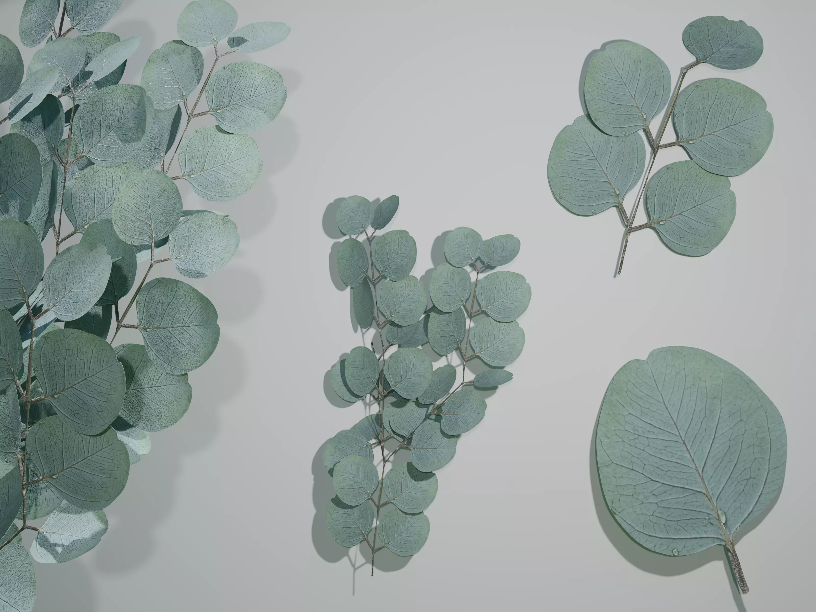Photorealistic Eucalyptus Leafs and Foliage Free low-poly 3D model