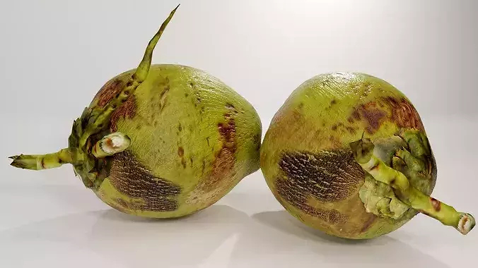 Realistic Green Coconut Pair 3D Model Tropical PBR Asset Low-poly 3D model 5