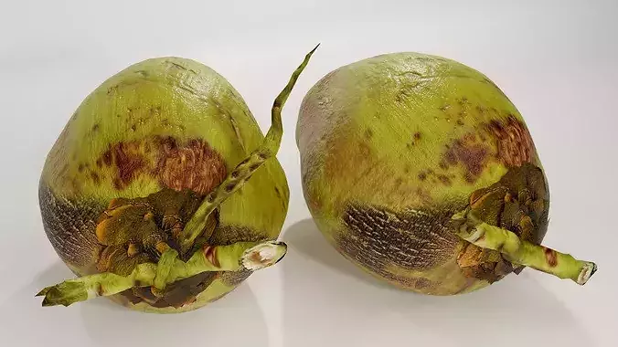 Realistic Green Coconut Pair 3D Model Tropical PBR Asset Low-poly 3D model 2