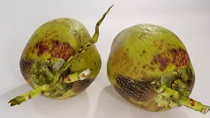 Realistic Green Coconut Pair 3D Model Tropical PBR Asset Low-poly 3D model 7
