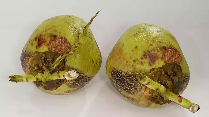 Realistic Green Coconut Pair 3D Model Tropical PBR Asset Low-poly 3D model 4