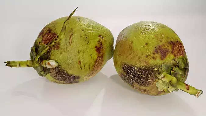 Realistic Green Coconut Pair 3D Model Tropical PBR Asset Low-poly 3D model 6