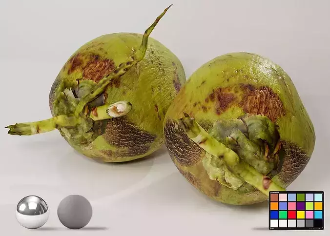 Realistic Green Coconut Pair 3D Model Tropical PBR Asset Low-poly 3D model