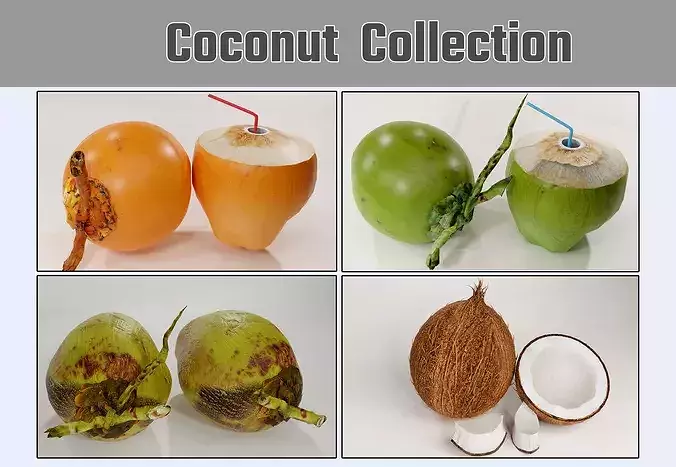Realistic Coconut Collection 3D Models Pack PBR Tropical Set Low-poly 3D model