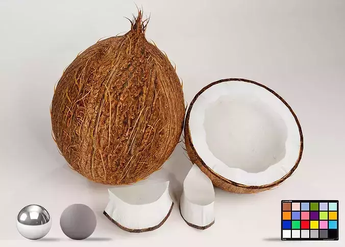 Realistic Coconut Collection 3D Models Pack PBR Tropical Set Low-poly 3D model 5
