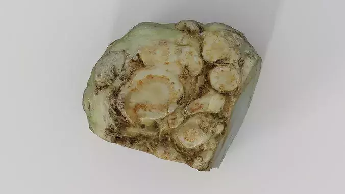 Root Celery  3D model 7