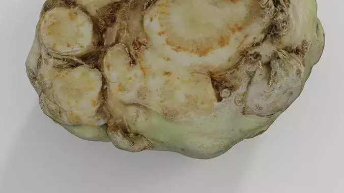 Root Celery  3D model 4