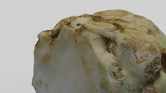 Root Celery  3D model 5