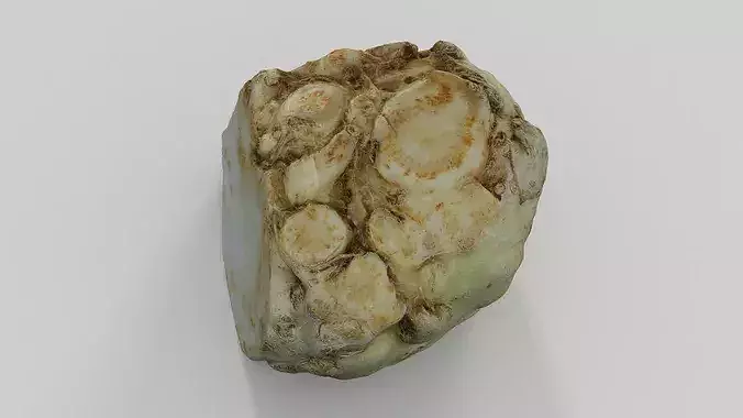 Root Celery  3D model 2