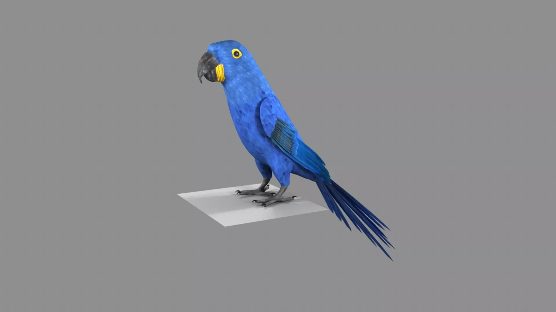 Blue Macaw standing 3D model