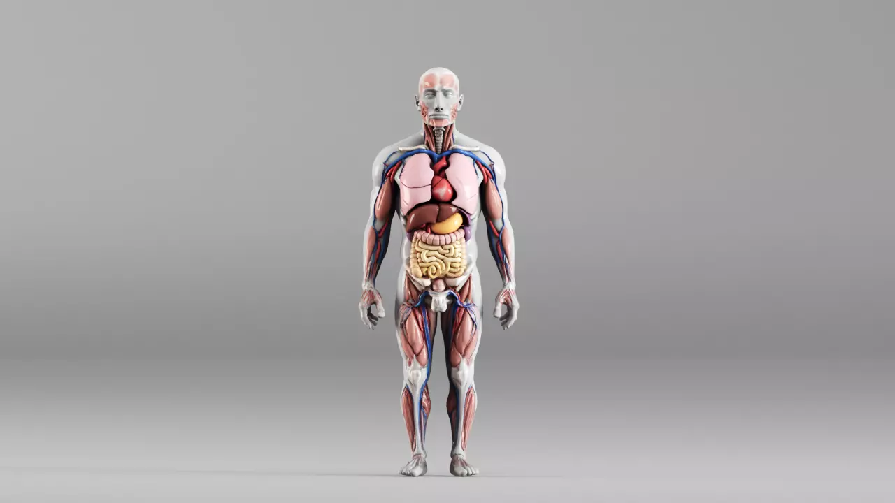 S00177 Realistic Human Anatomy Internal Organs 3D Model 3D model