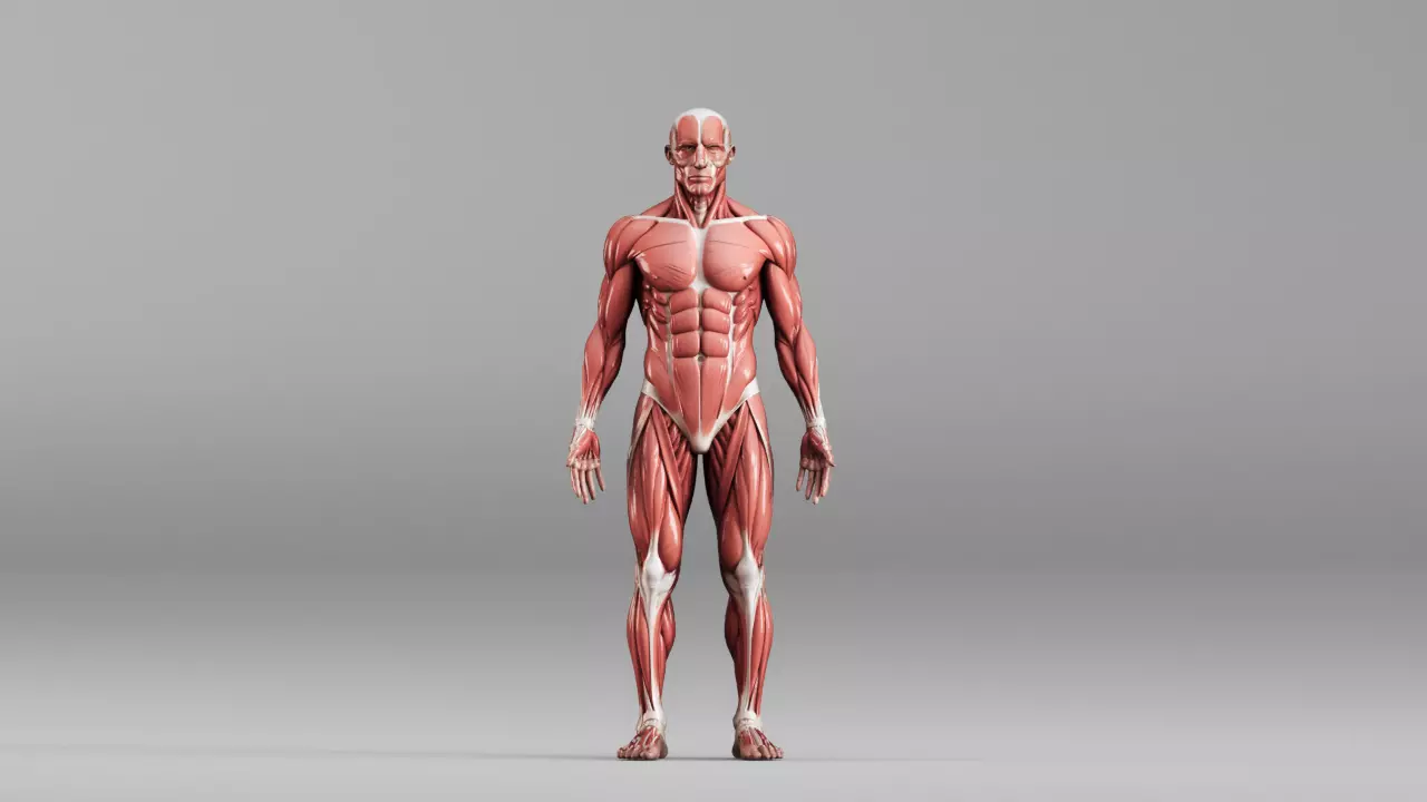 Male Human Muscular System Anatomy S00175 3D model