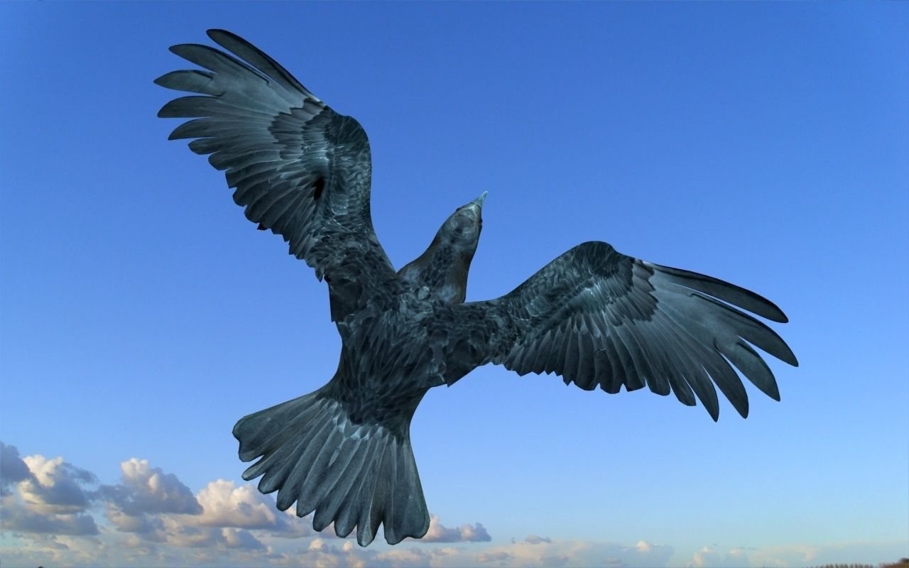 Crow modeling and rigged For 3d max Low-poly 3D model_3