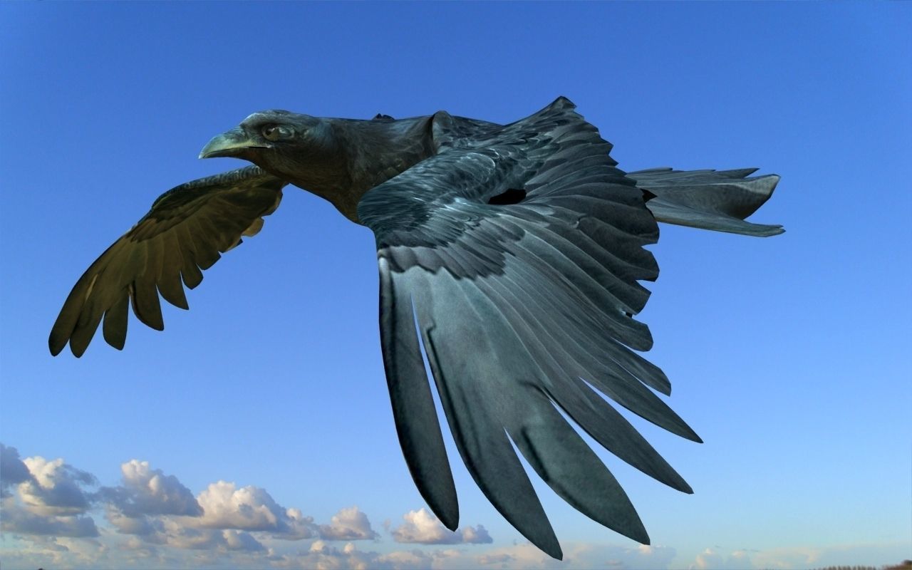 Crow modeling and rigged For 3d max Low-poly 3D model_4