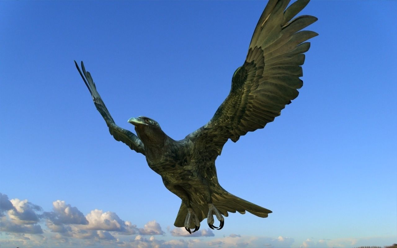 Crow modeling and rigged For 3d max Low-poly 3D model_5