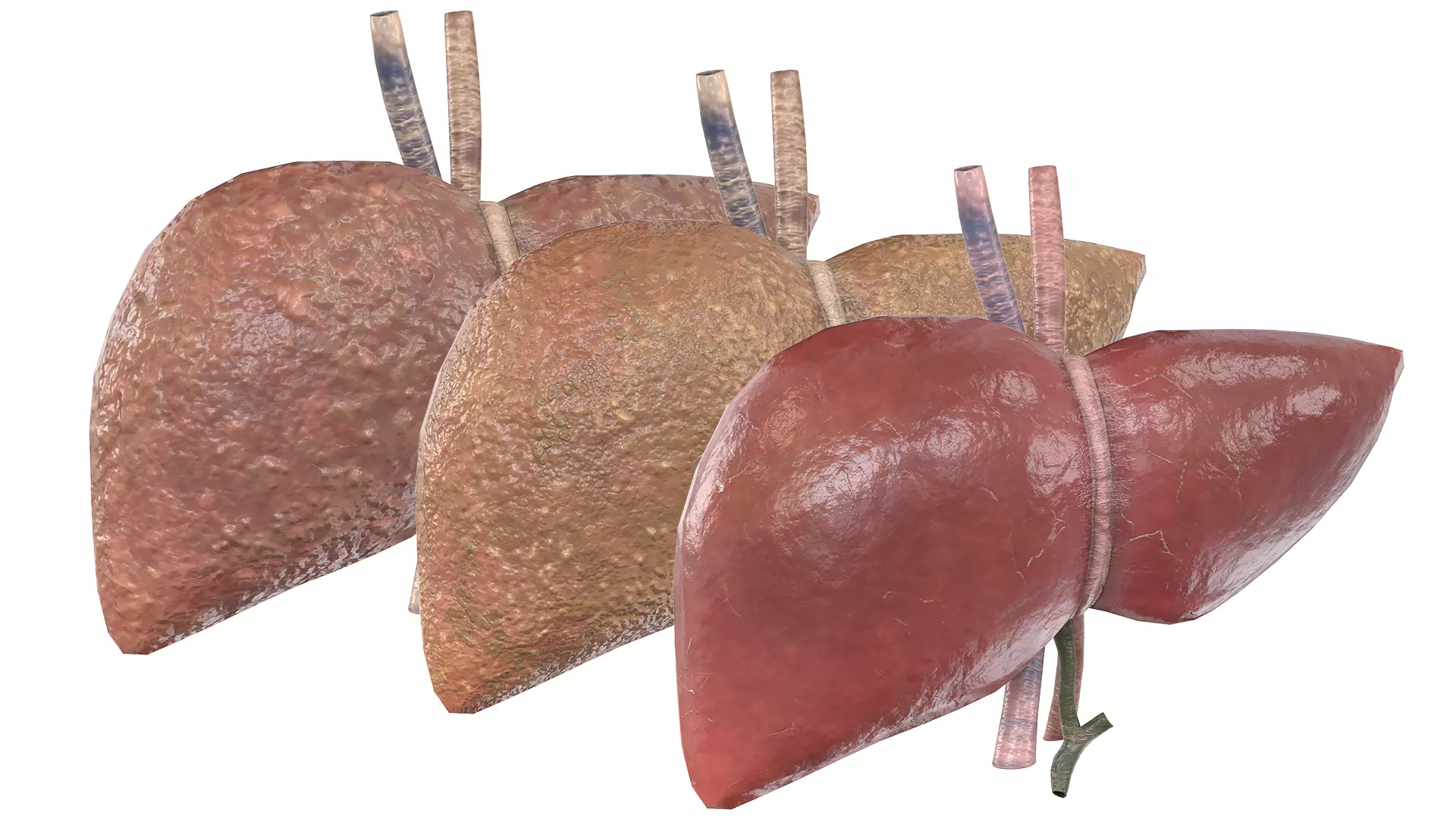 Human Liver Low-poly 3D model