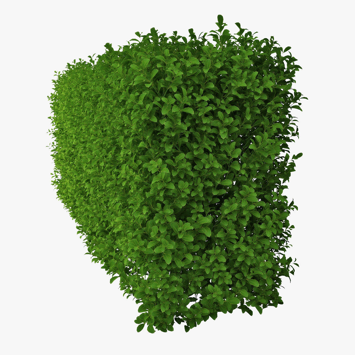 Hedge 02 3D model_4
