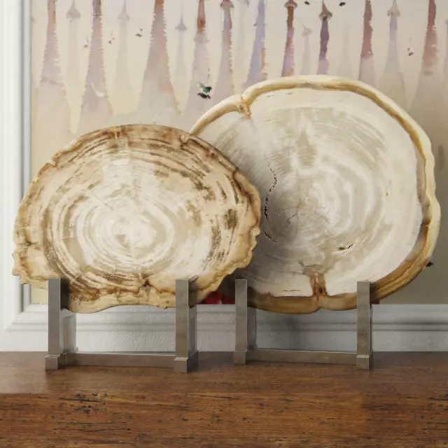 White Petrified Wood Slices 3D model_0