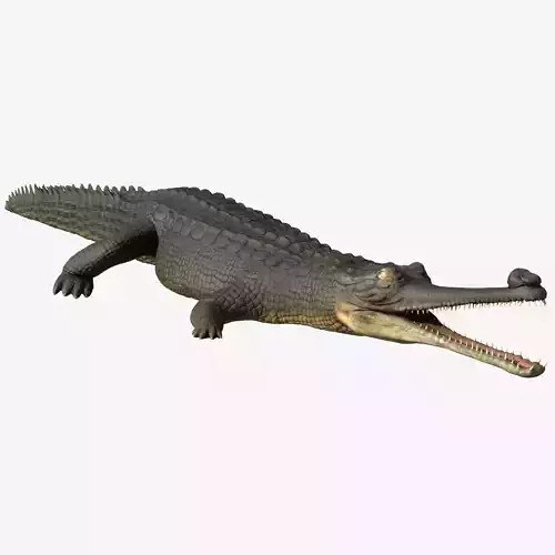 Gharial crocodile Low-poly 3D model