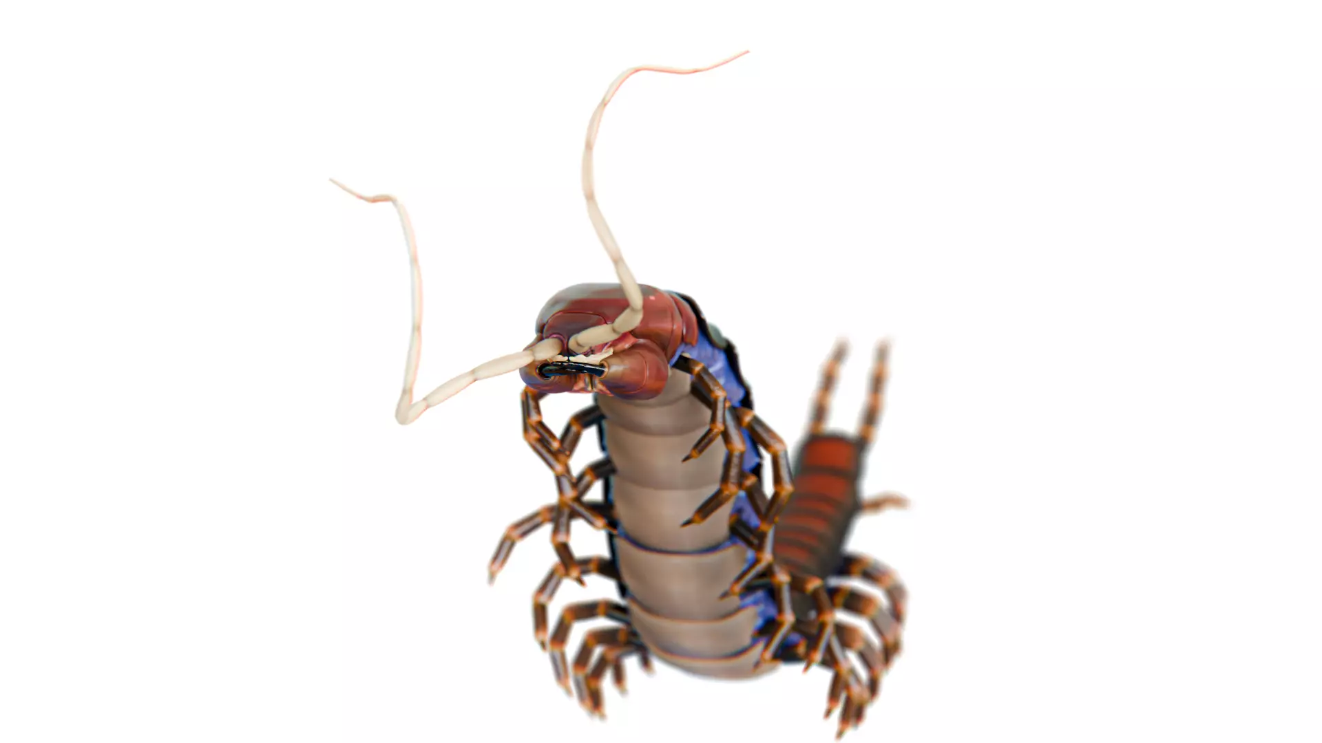 giant Centipede Low-poly 3D model