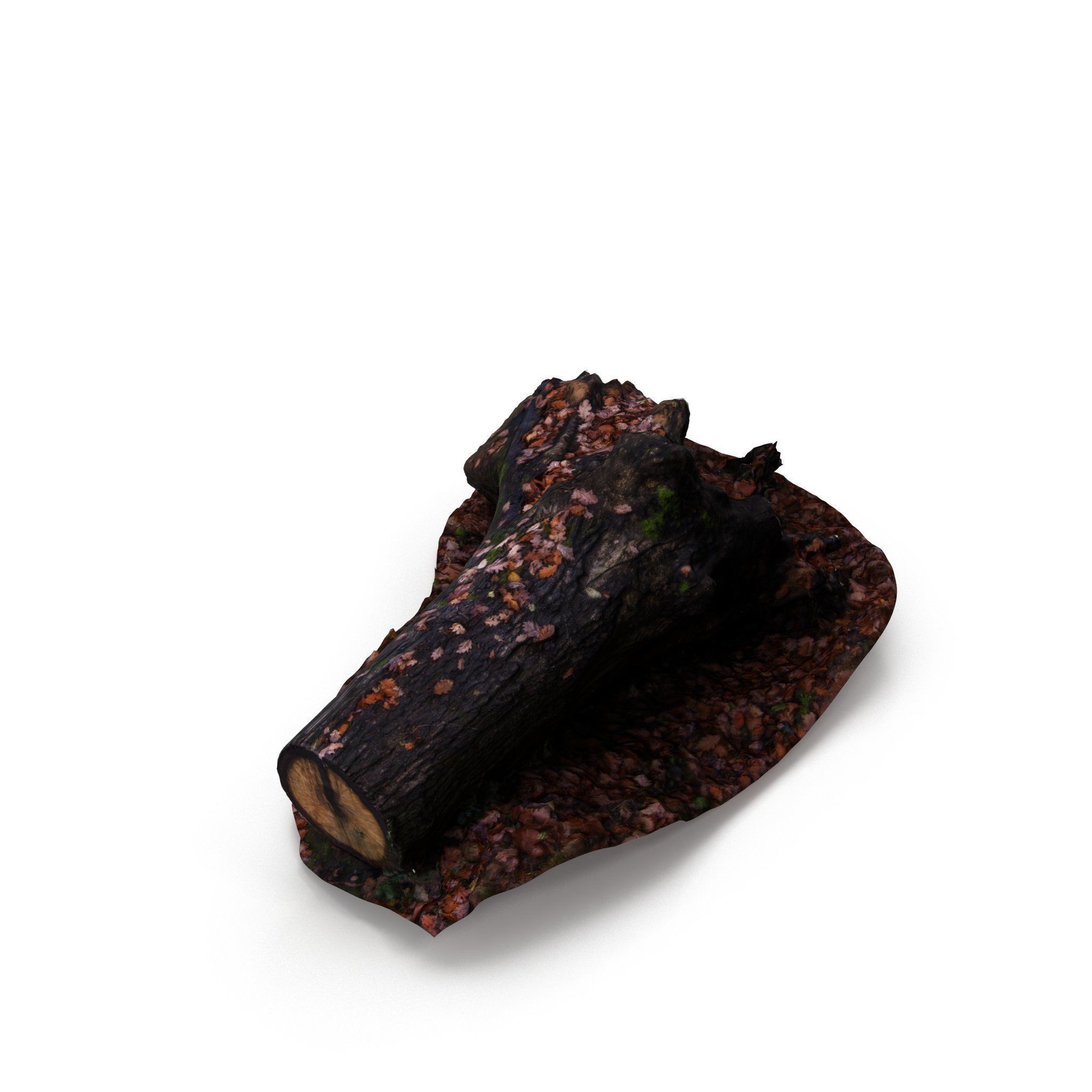 Big Tree Fall - High and Low Polygon Versions Low-poly 3D model_11