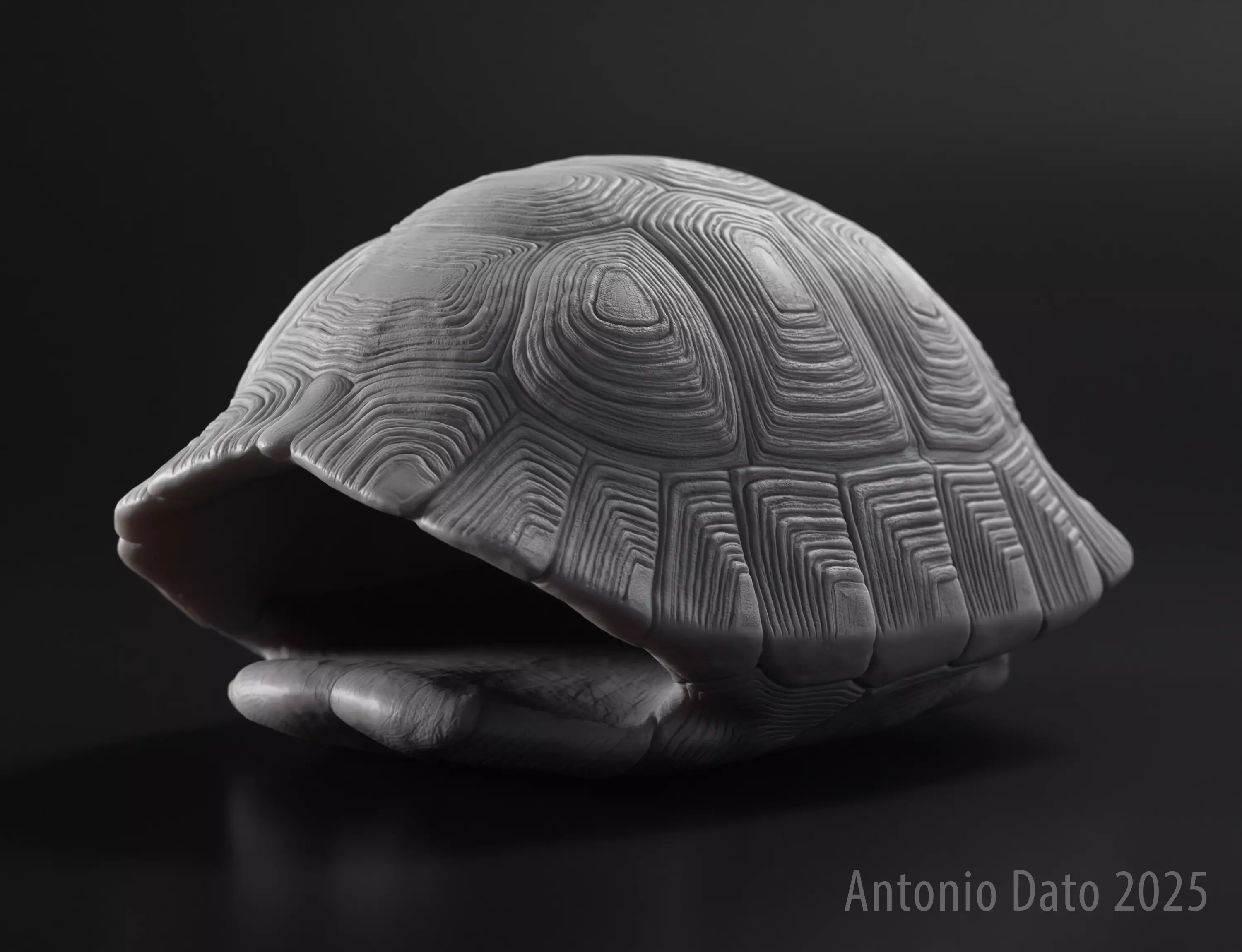 Hermanns Tortoise Carapace Testudo Hermanni 3D print model
