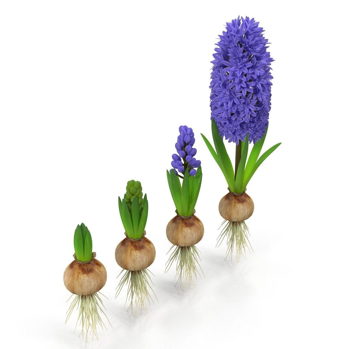 Hyacinthus orientalis 3D model_5