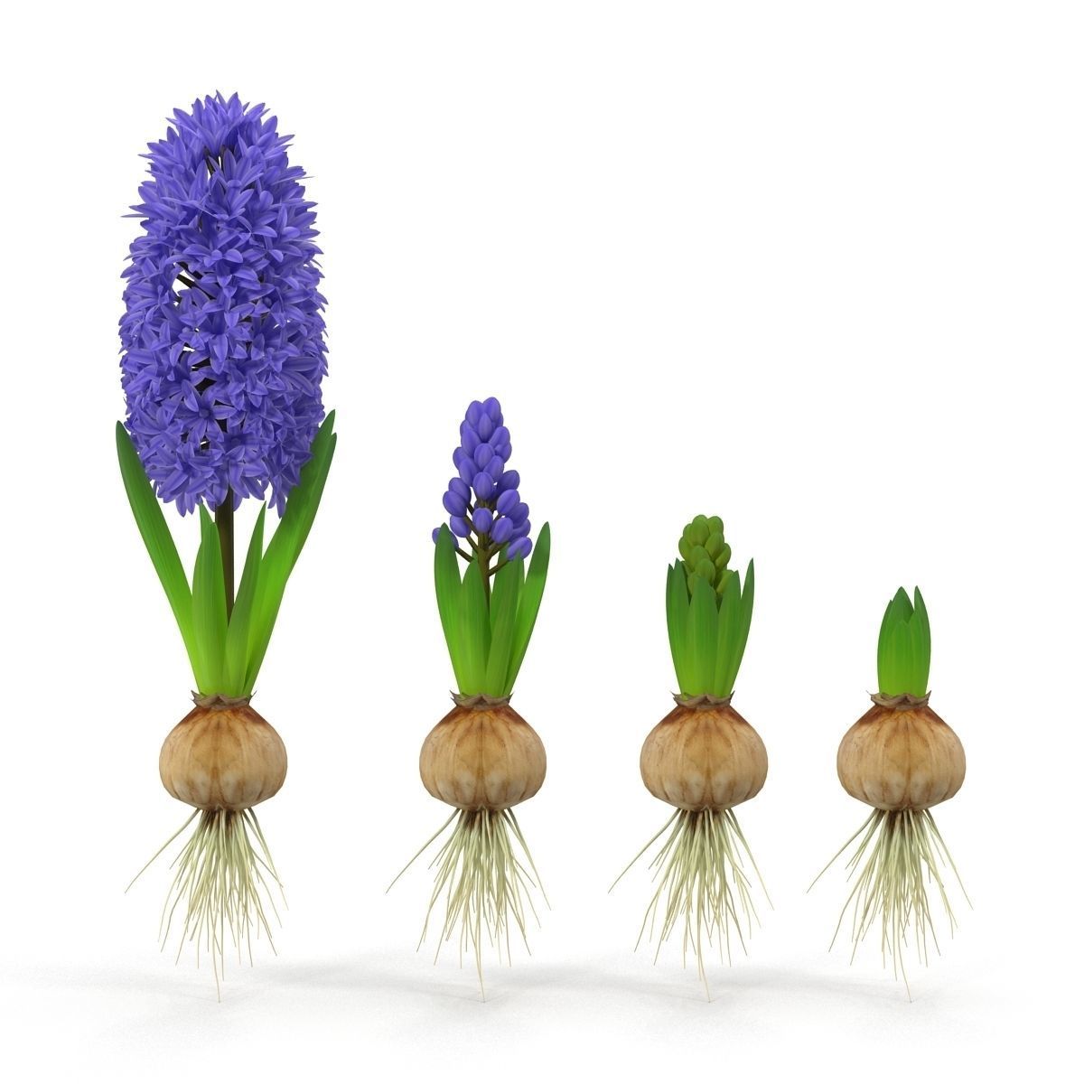 Hyacinthus orientalis 3D model_6