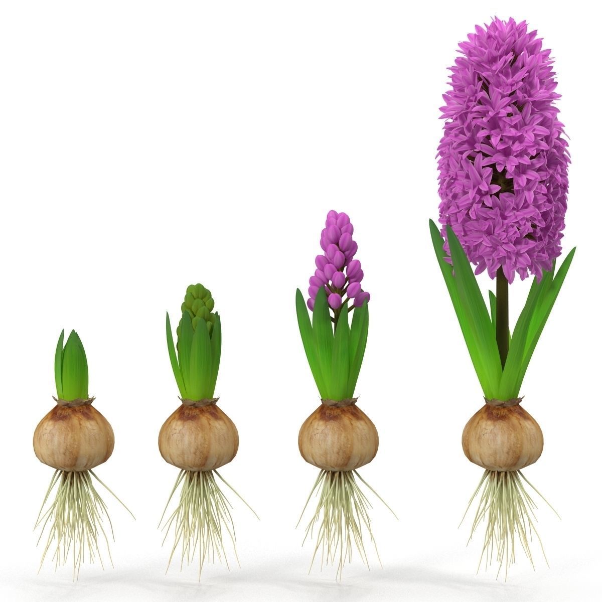 Hyacinthus orientalis 3D model_11