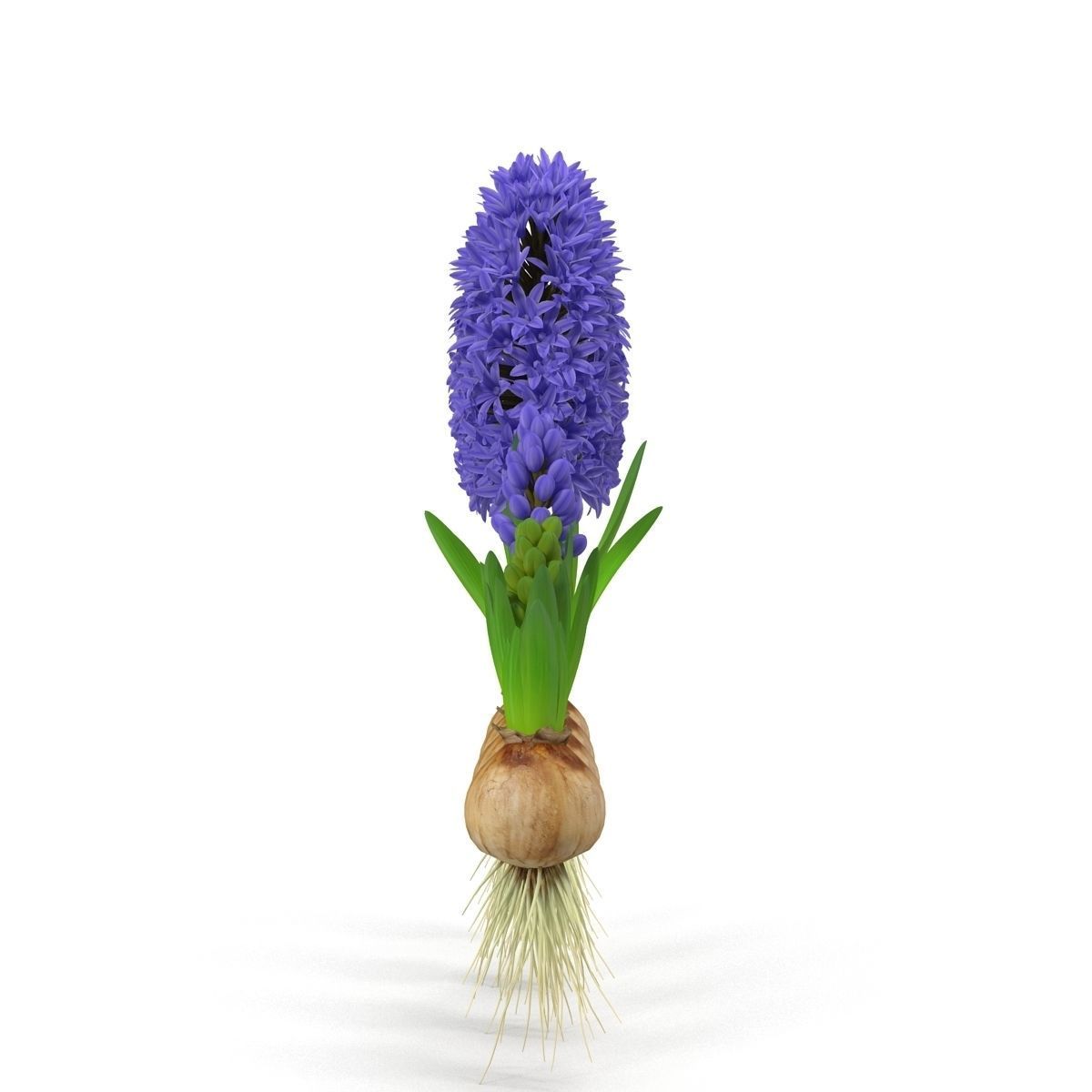 Hyacinthus orientalis 3D model_1
