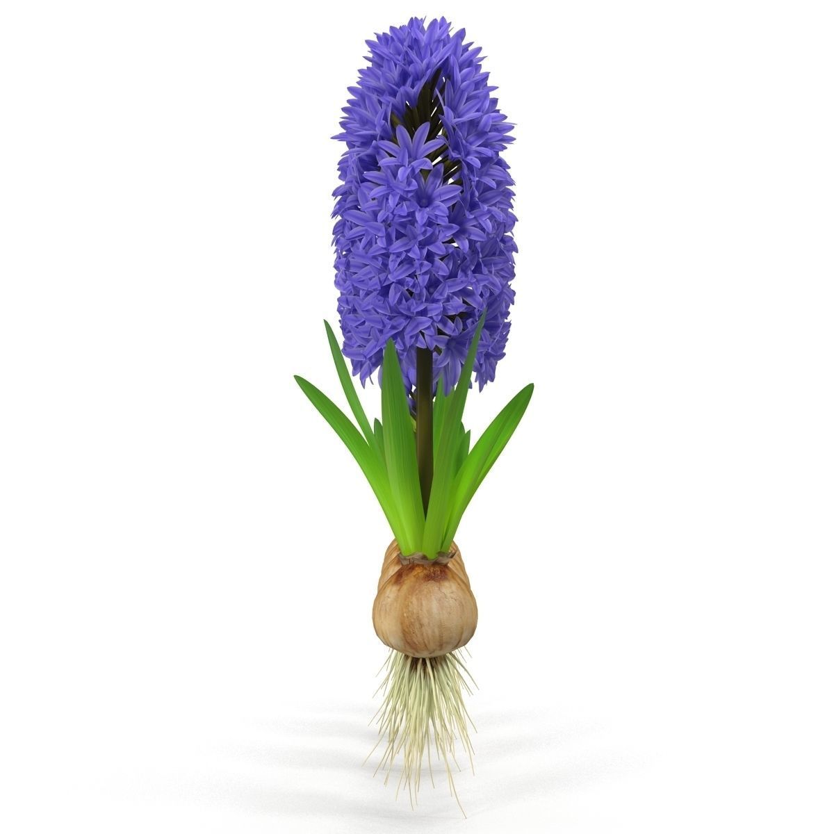 Hyacinthus orientalis 3D model_2