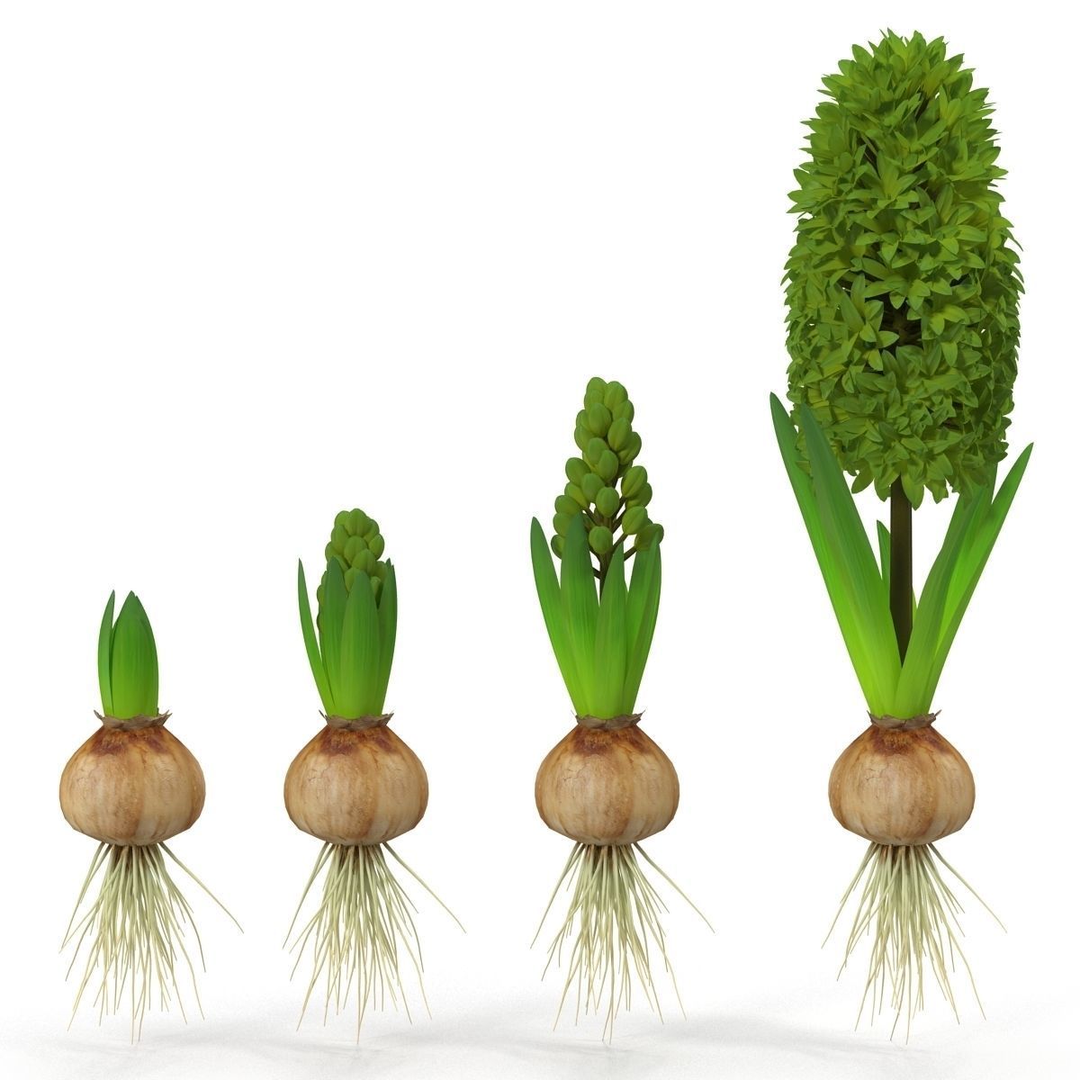 Hyacinthus orientalis 3D model_10