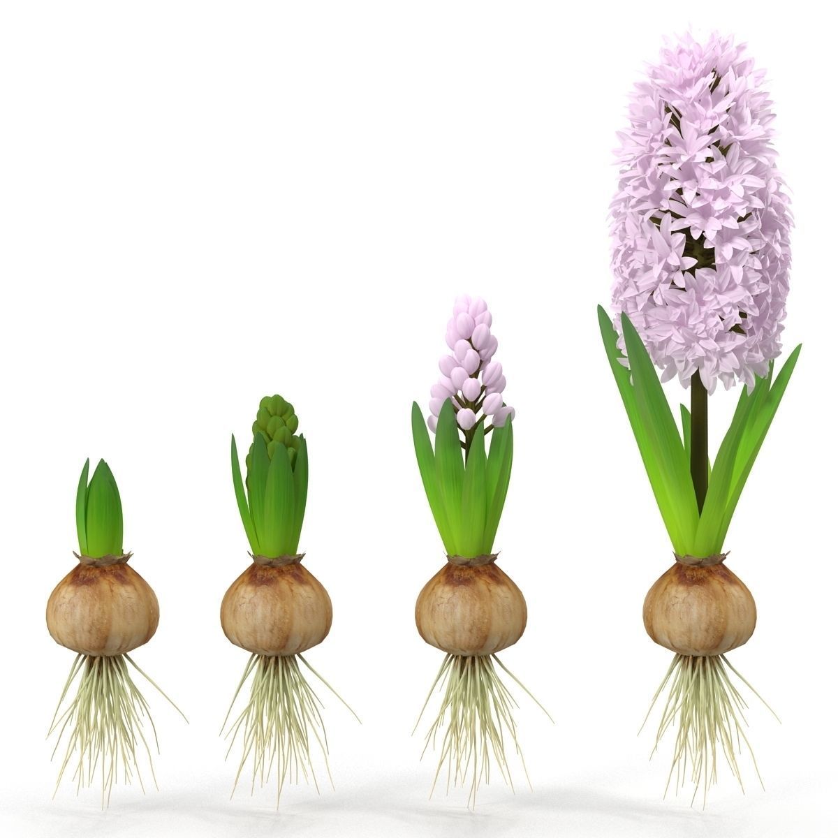 Hyacinthus orientalis 3D model_9
