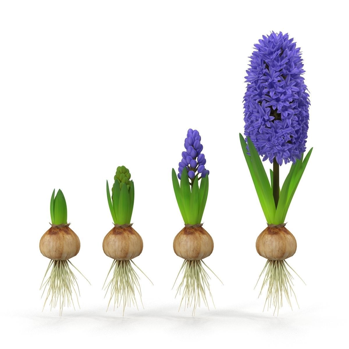 Hyacinthus orientalis 3D model_3