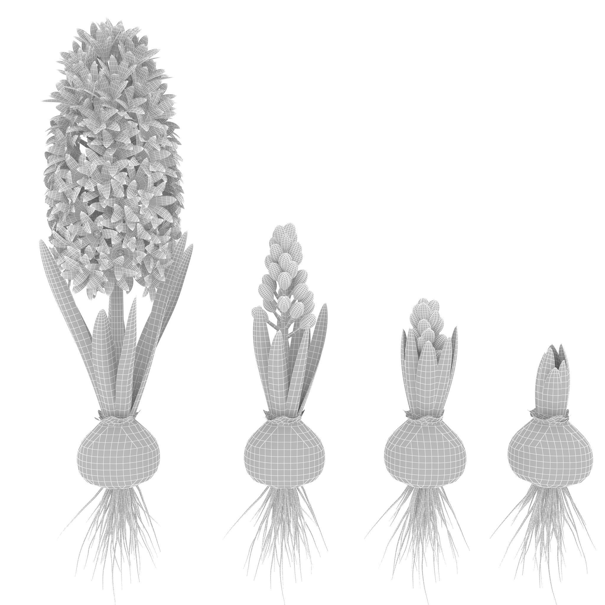 Hyacinthus orientalis 3D model_13