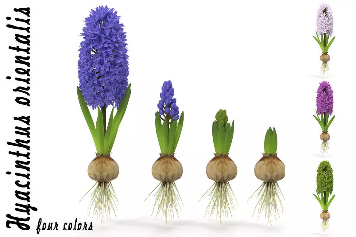 Hyacinthus orientalis 3D model_0
