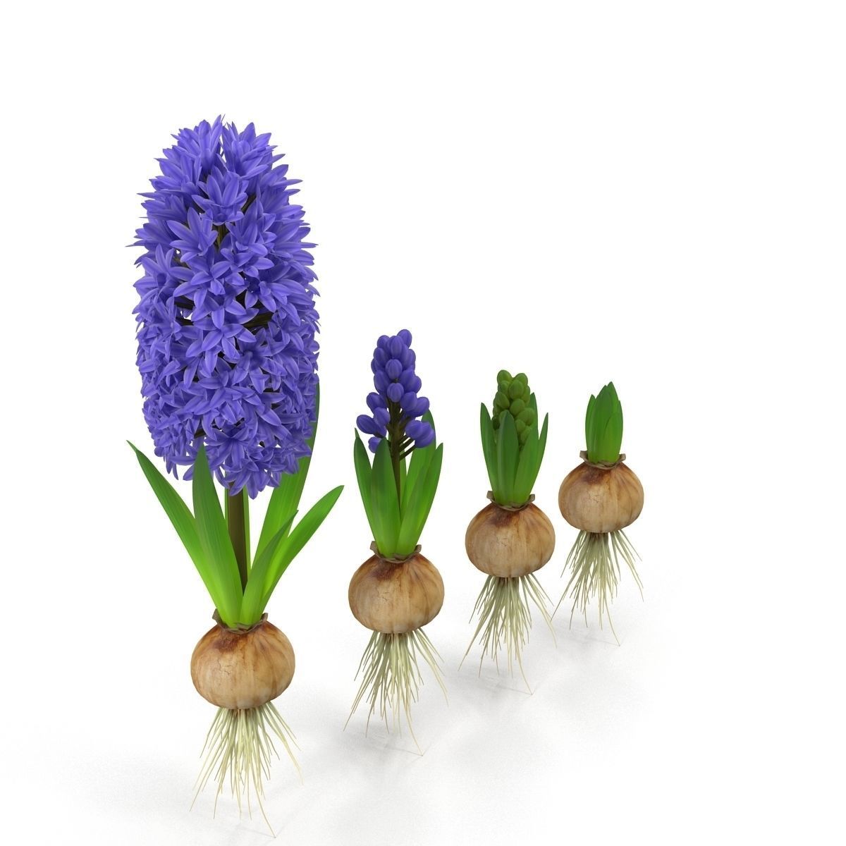Hyacinthus orientalis 3D model_4