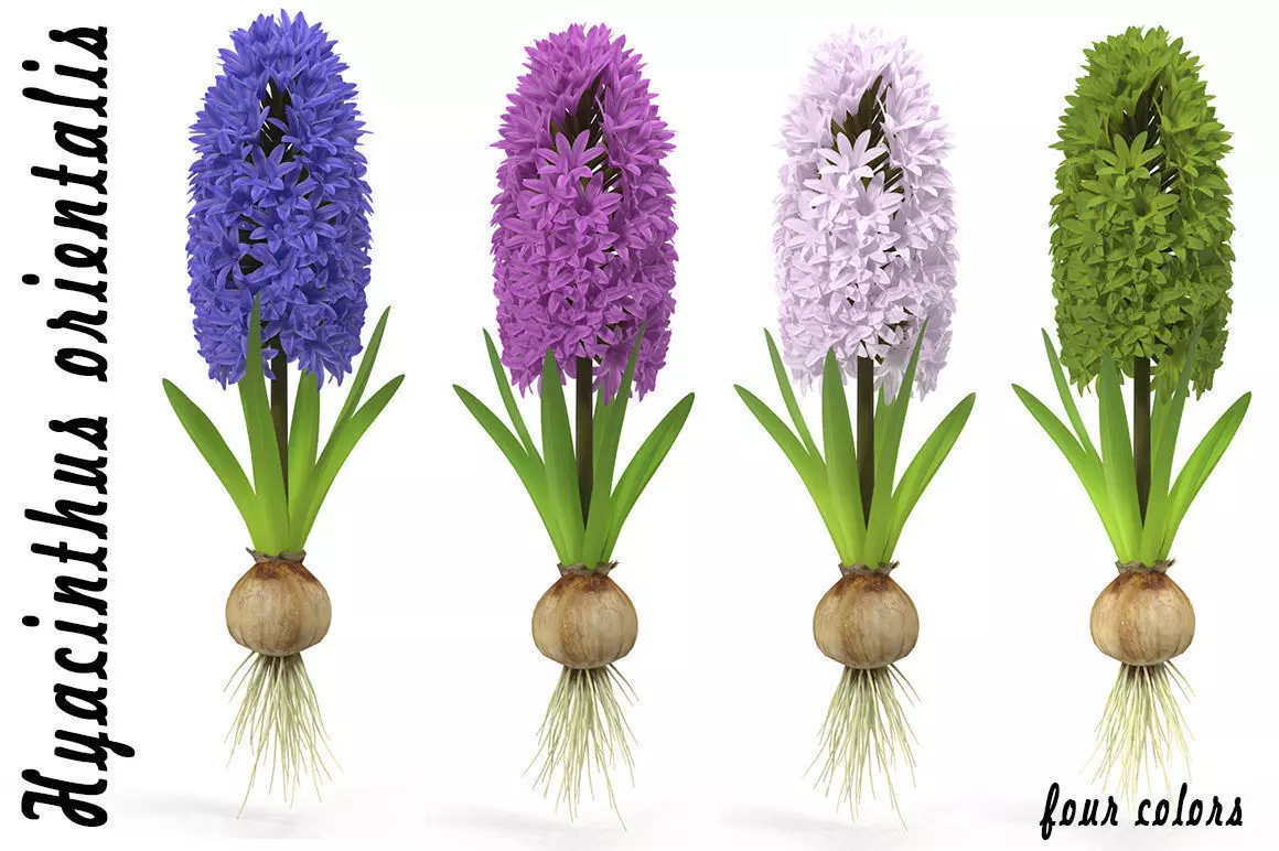 Hyacinth big 3D model_0