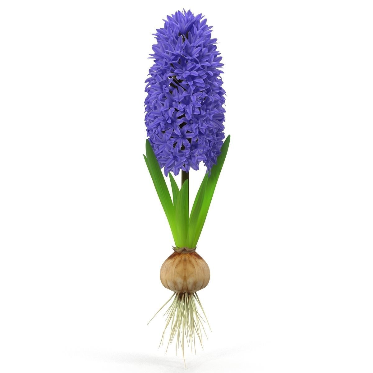 Hyacinth big 3D model_8