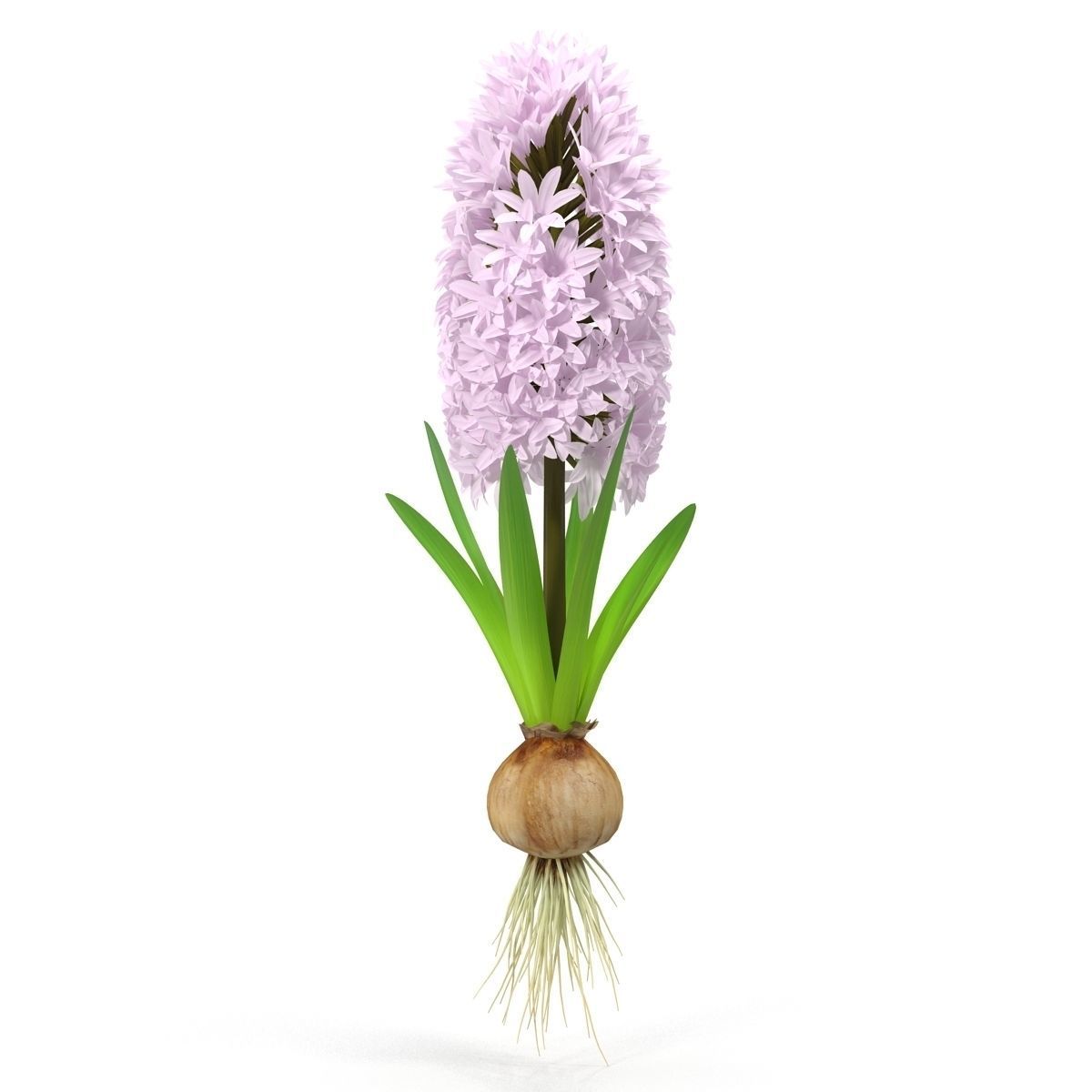 Hyacinth big 3D model_4