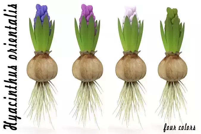 Hyacinth small 3D model