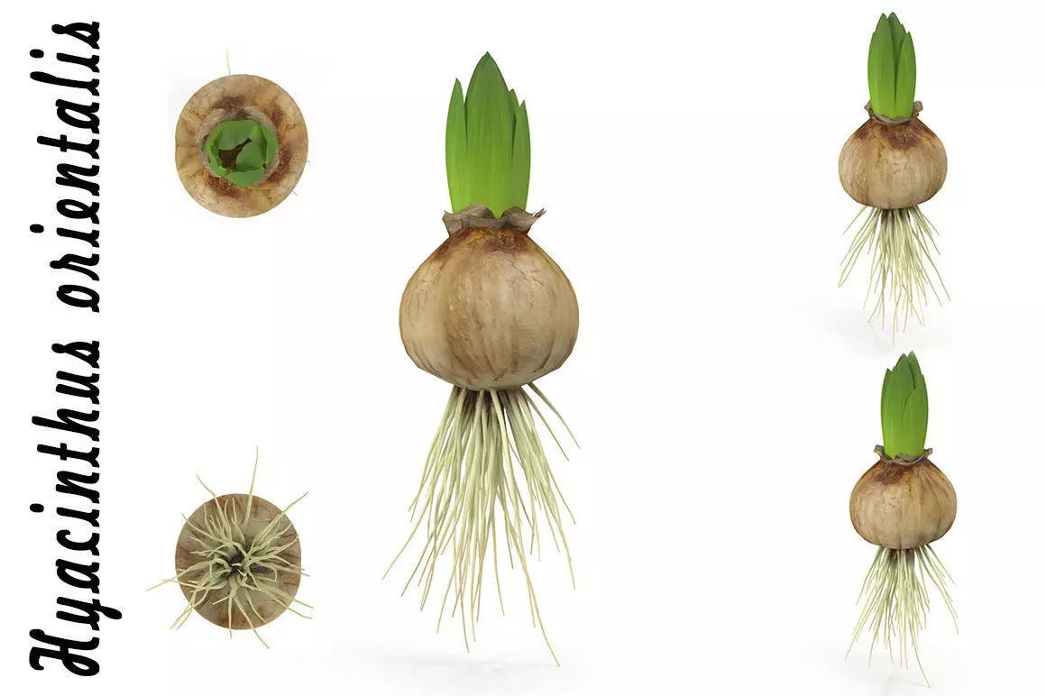 Hyachinth sprout 3D model