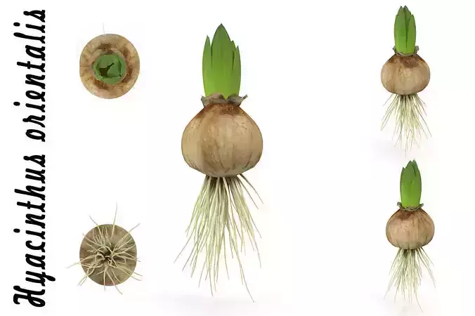 Hyachinth sprout 3D model
