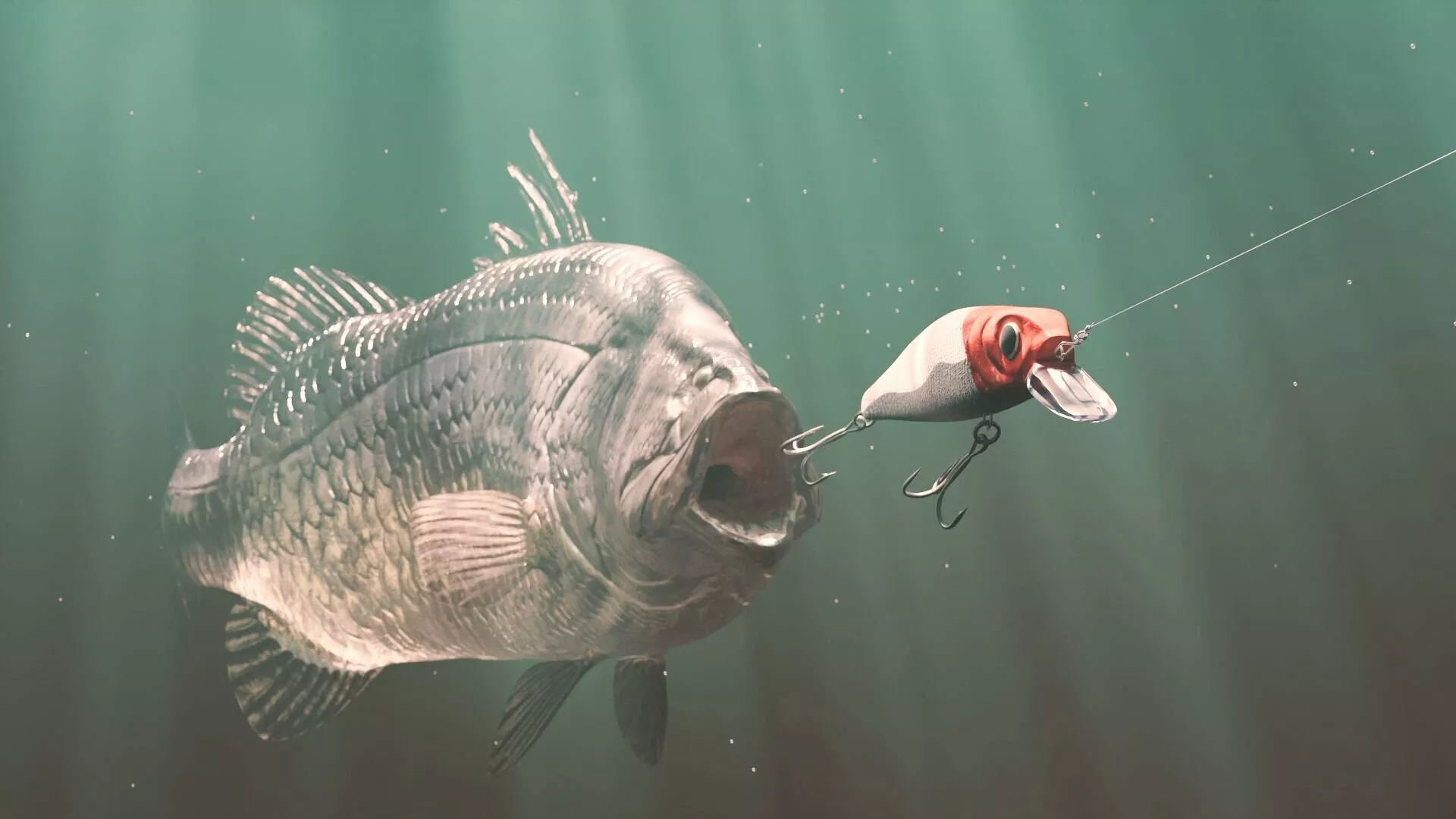 Barramundi-Lates calcarifer 3D Model Low-poly 3D model