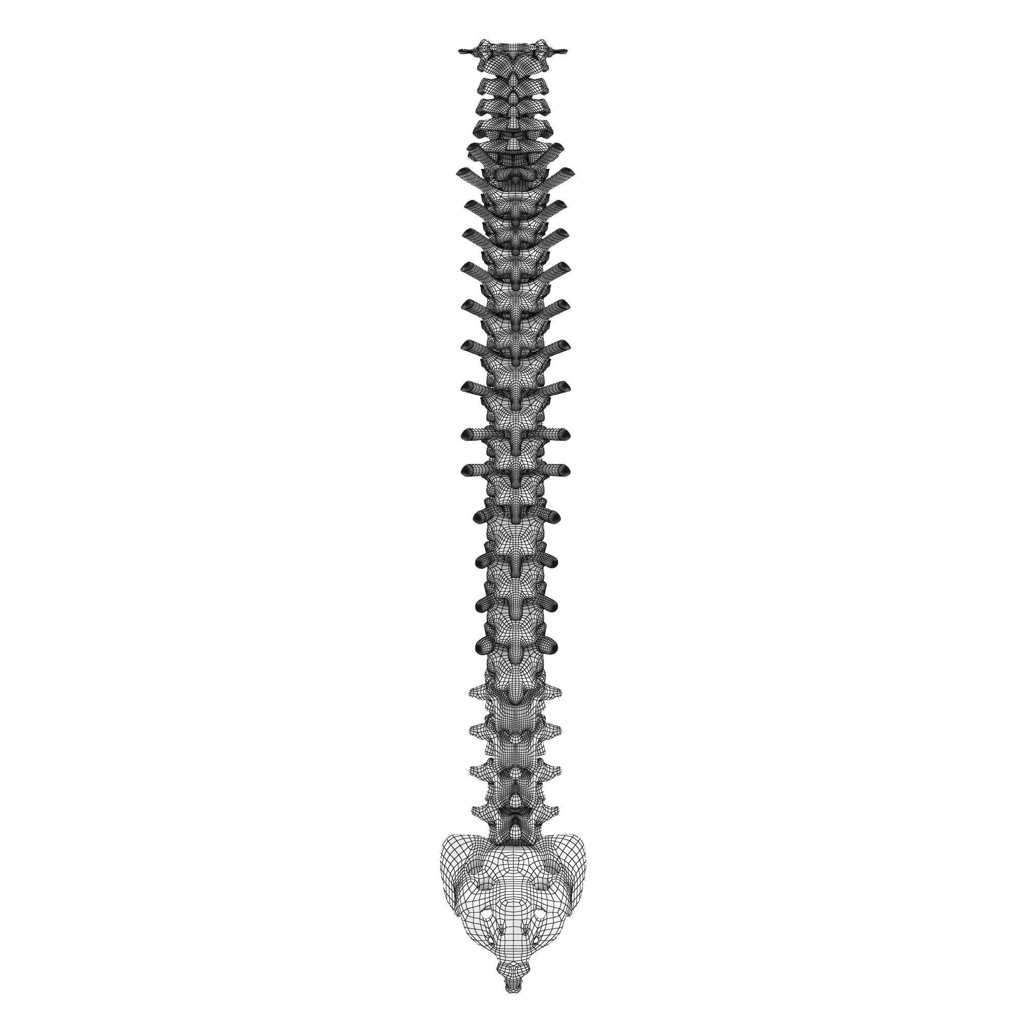 Human spine 3D model_5