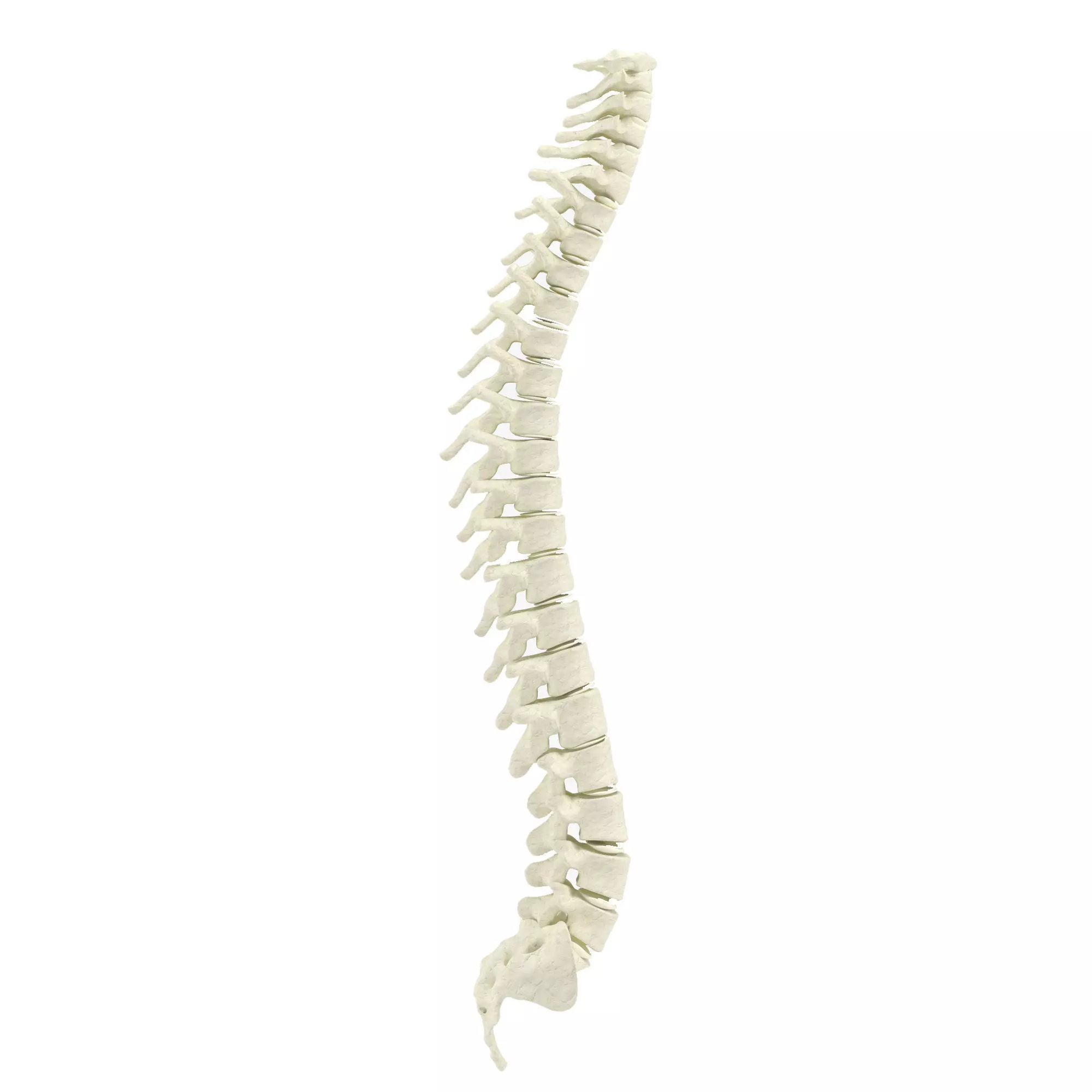 Human spine 3D model_0