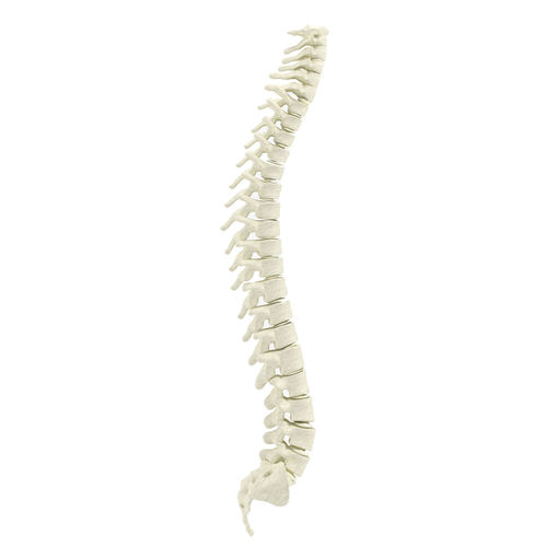Human spine 3D model