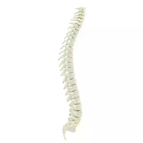 Human spine 3D model