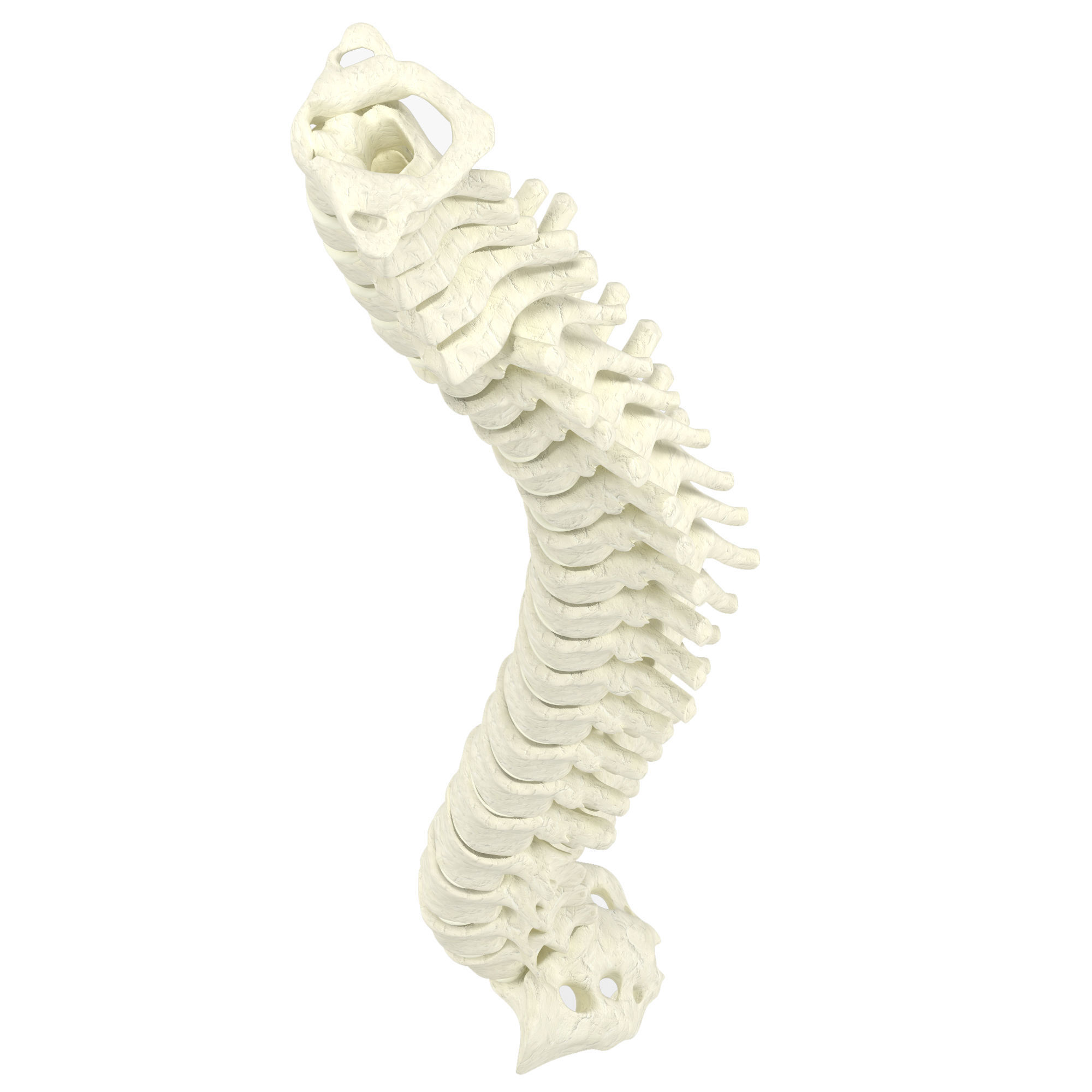 Human spine 3D model_3